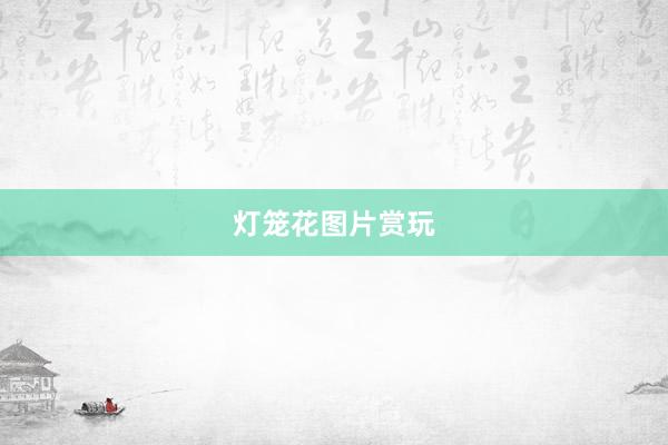 灯笼花图片赏玩